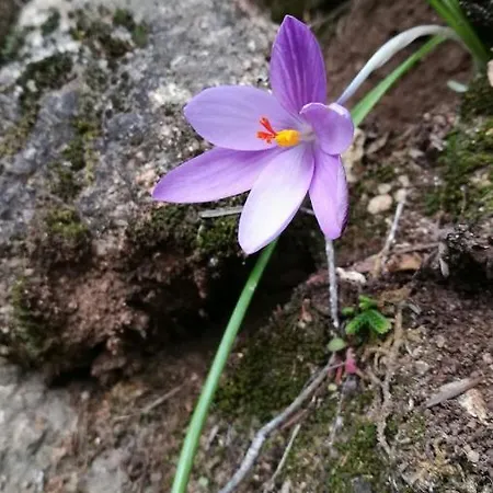 Gasthof Il Giardino Di Anna - Charming In
