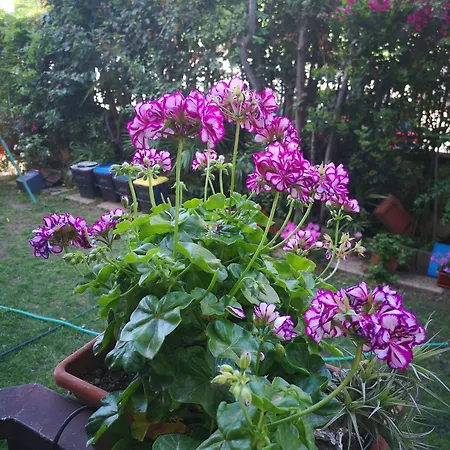 招待所 Il Giardino Di Anna - Charming In 3*